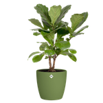 brussels rond roues 35cm moss green